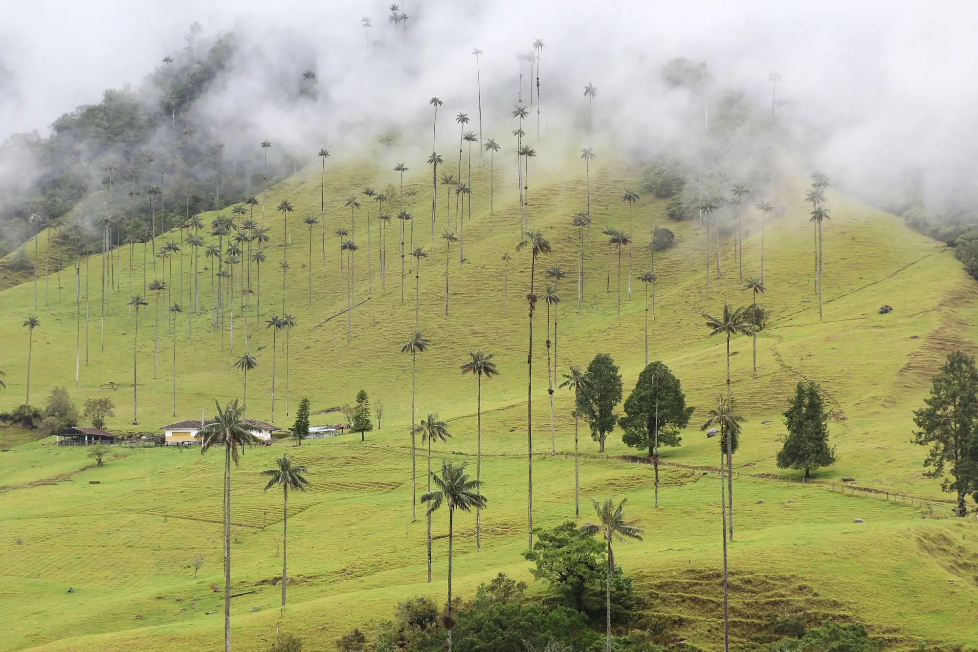 Wax palms of the Valle de Cocora